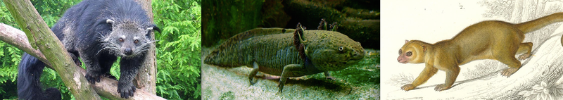 The binturong, axolotl, and kinkajou